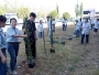 bamboo-12